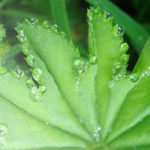 1604_Header_Tropfen_auf_Blatt
